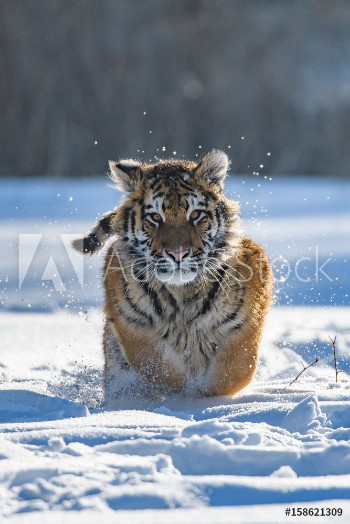 Picture of Siberian Tiger in the snow Panthera tigris altaica
